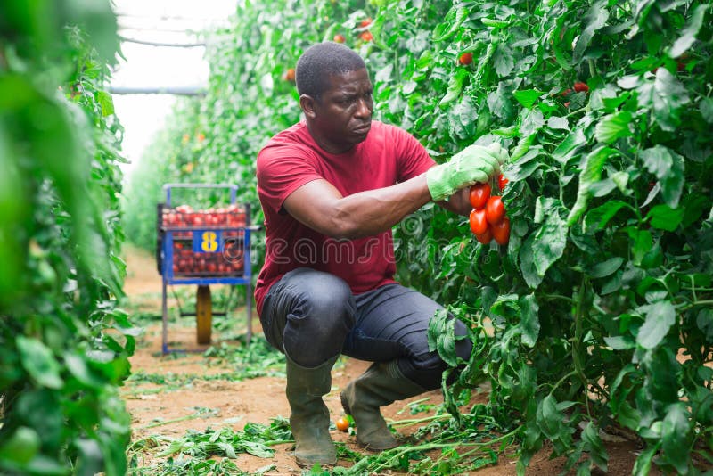 Afro male farmer harvesting tomatoes in greenhouse