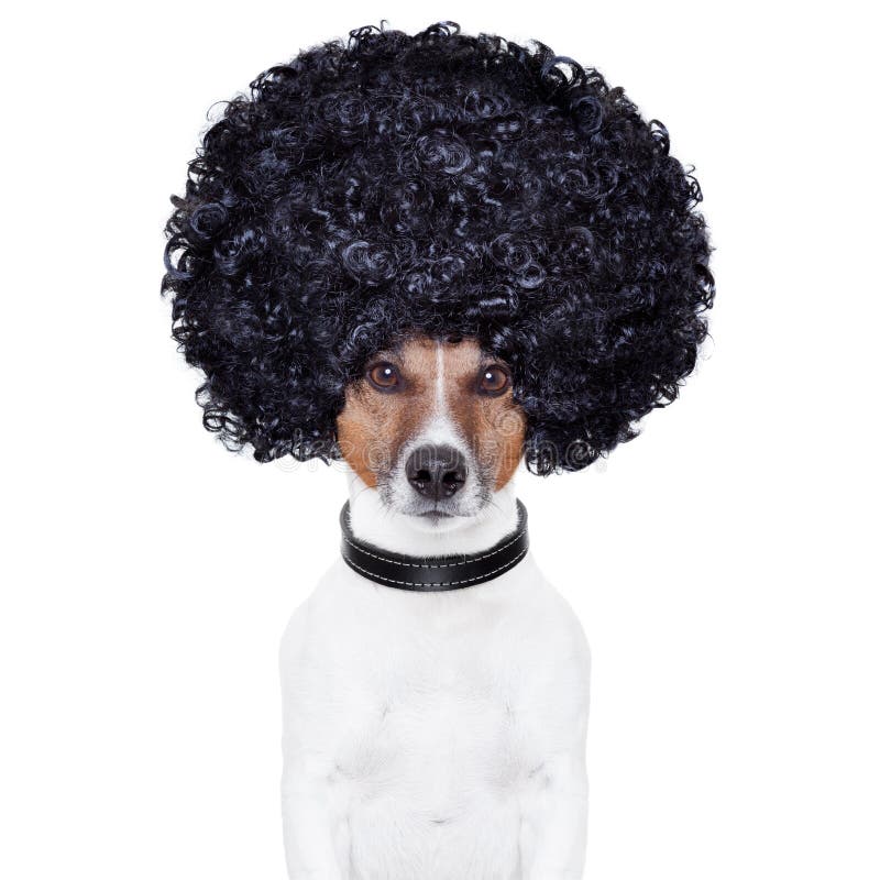 Afro spojrzenia włosy pies śmieszny