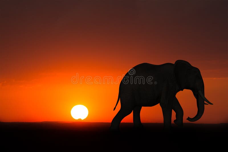 Afryka słonia wschodu słońca zmierzchu przyroda