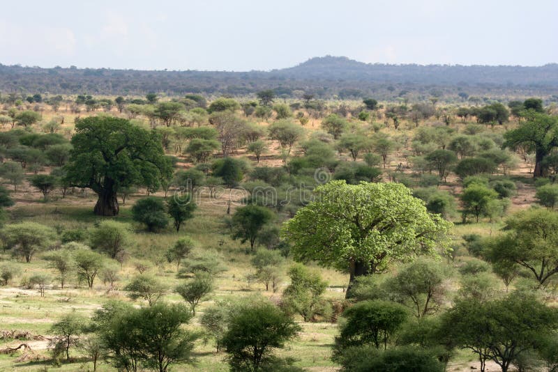 Afrykanina krajobraz - Tarangire park narodowy. Tanzania, Afryka obrazy stock Afrykanina krajobraz - Tarangire park narodowy. Tanzania, Afryka obrazy stock