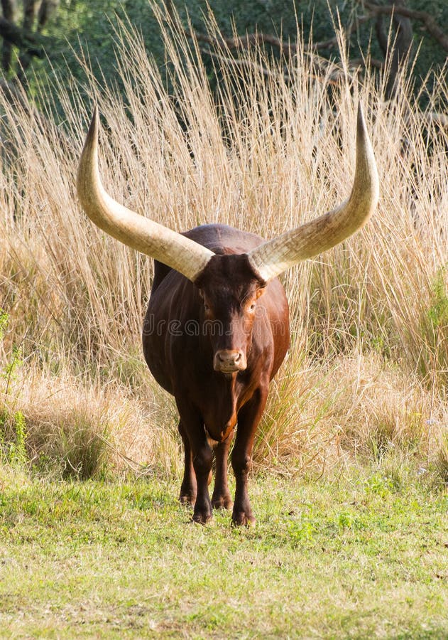 Afrykańscy krowy Ankole Watusi rogi obrazy stock Afrykańscy krowy Ankole Watusi rogi obrazy stock