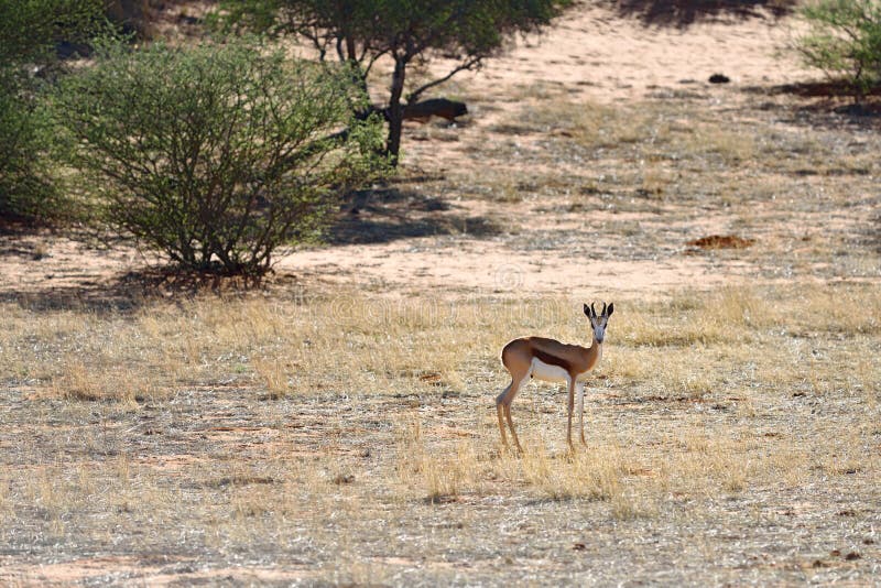 Afrykańska przyroda, Namibia, sprigbok obrazy royalty free Afrykańska przyroda, Namibia, sprigbok obrazy royalty free