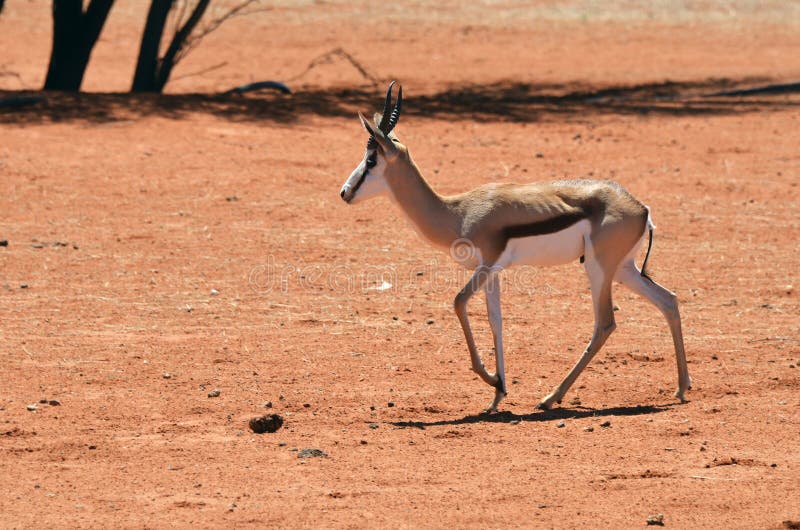 Afrykańska przyroda, Namibia, sprigbok zdjęcie stock Afrykańska przyroda, Namibia, sprigbok zdjęcie stock