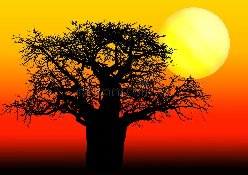 Afrykański baobabu zmierzchu drzewo