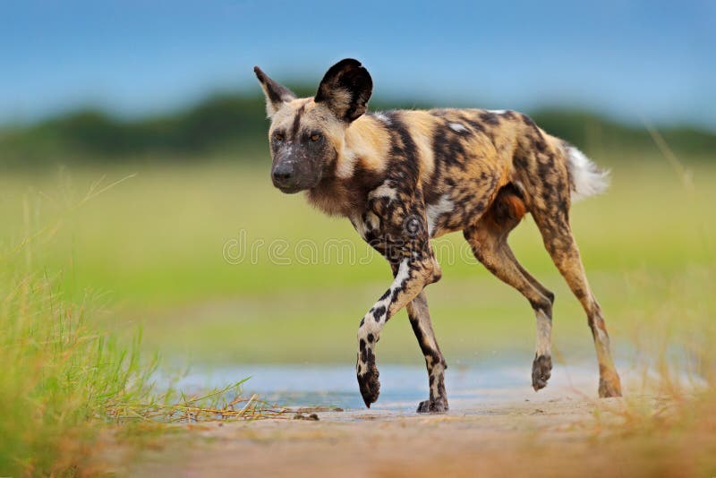 Afrykański dzikiego psa odprowadzenie w wodzie na drodze Tropić malującego psa z dużymi ucho, piękny dzikie zwierzę Przyroda od M