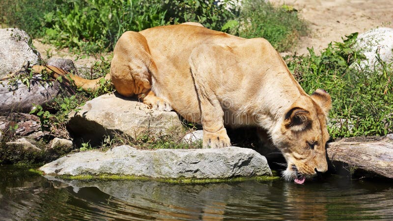 Afrykański lew & x28; Panthera Leo bleyenberghi & x29; przy zoo Zlin, republika czech zdjęcia stock Afrykański lew & x28; Panthera Leo bleyenberghi & x29; przy zoo Zlin, republika czech zdjęcia stock