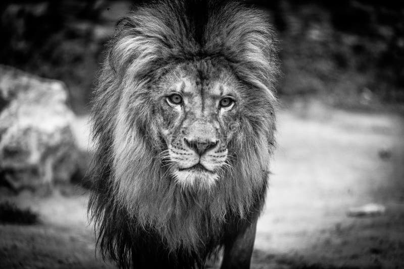 Afrykański lew w zoo