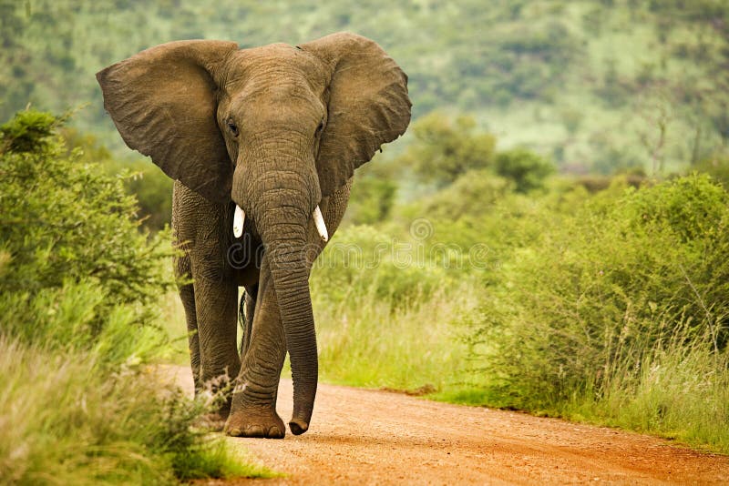 Afrykański słoń