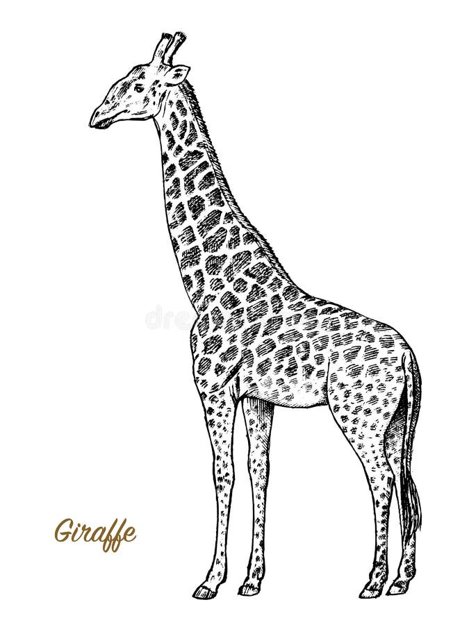 Afrykański żyrafy dzikie zwierzę na białym tle Grawerujący ręka rysujący kreskowej sztuki rocznika stary monochromatyczny nakreśl ilustracji Afrykański żyrafy dzikie zwierzę na białym tle Grawerujący ręka rysujący kreskowej sztuki rocznika stary monochromatyczny nakreśl ilustracji
