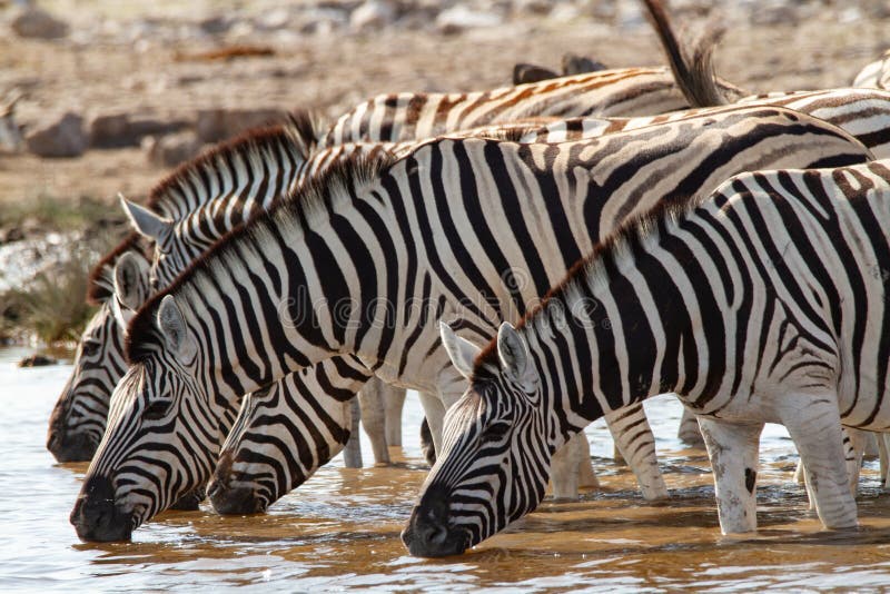 Afrykańskie ssak zebry dezerterują i natura w parkach narodowych