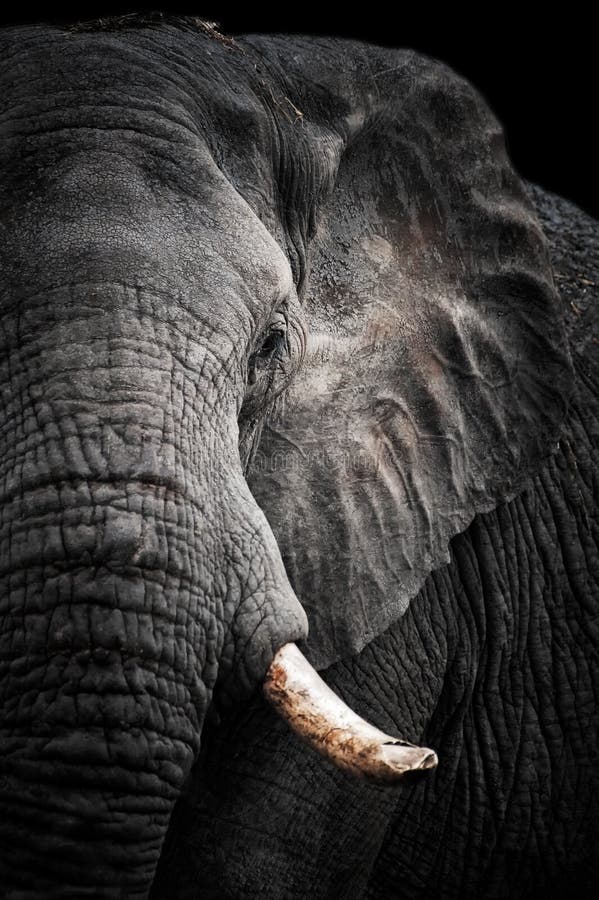 Afrykańskiego słonia portret