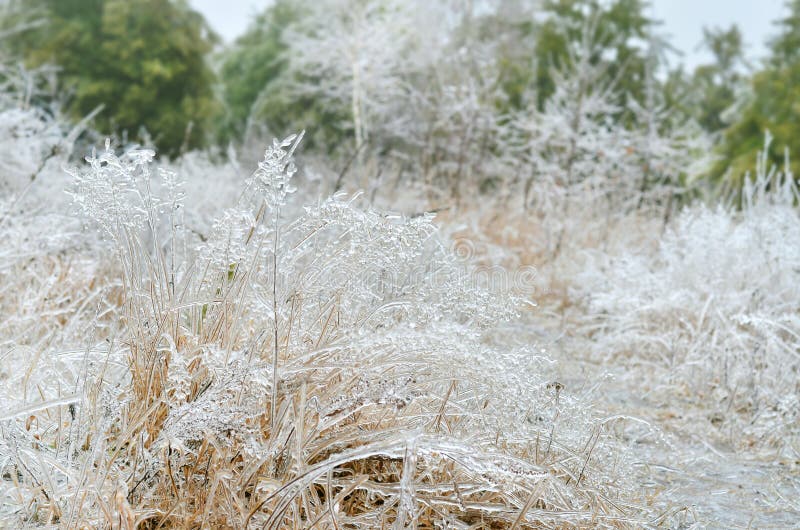 Aftermath of Freezing Rain. Icy Rain Covered All a Plants in Early