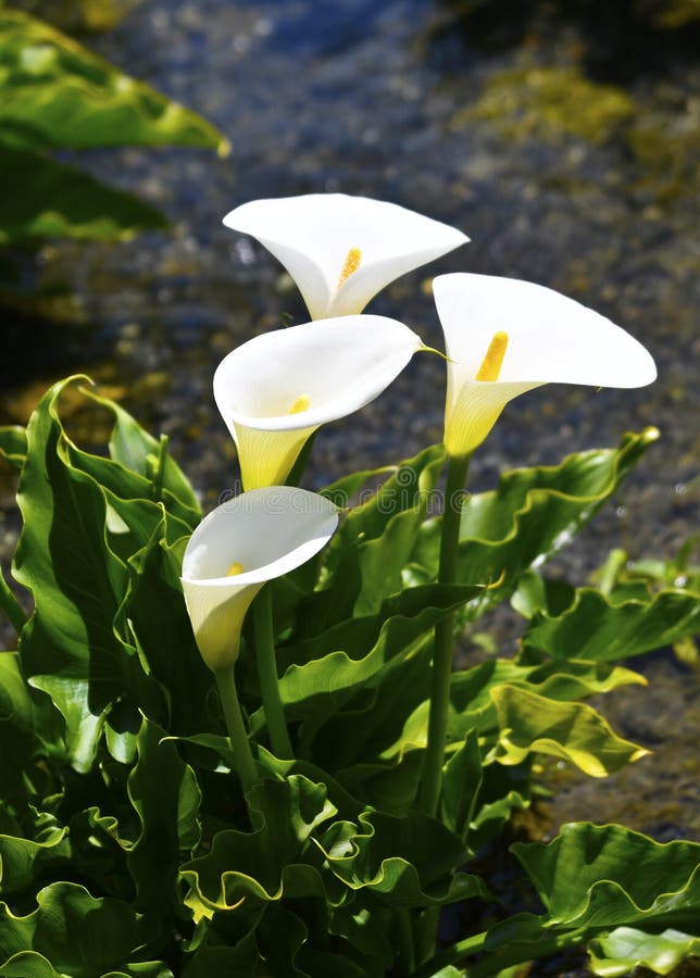 White calla lilies in the afternoon golden sunlight. In the afternoon golden sunlight, white calla lily blooms in the clear stream, with the afterglow of the royalty free stock photo White calla lilies in the afternoon golden sunlight. In the afternoon golden sunlight, white calla lily blooms in the clear stream, with the afterglow of the royalty free stock photo