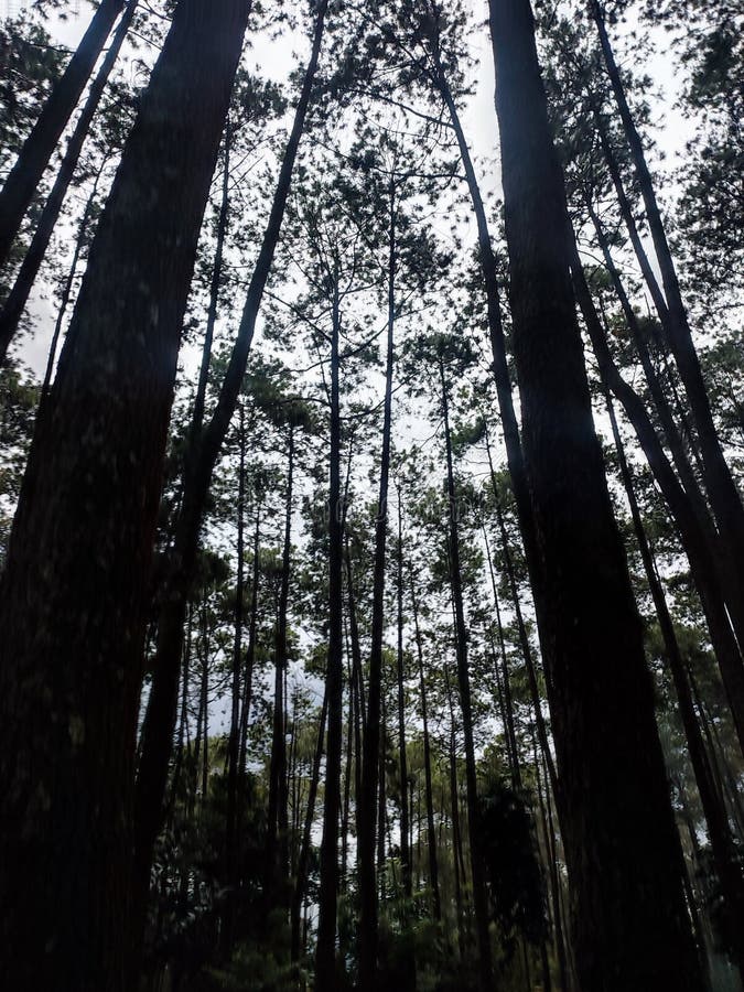 The Freshness of the Pine Grove Toward Evening Stock Image - Image of