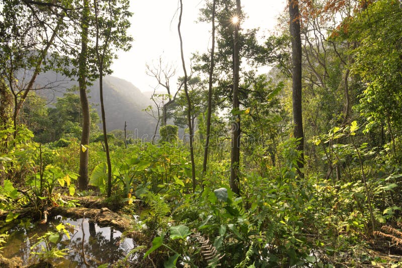Afternoon sun illuminating rugged jungle landscape in Chiapas, M