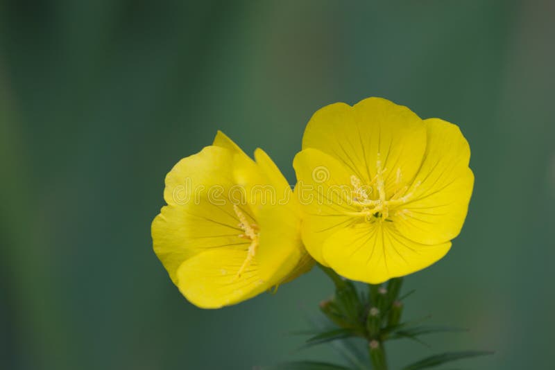 aftonprimrose royaltyfria foton aftonprimrose royaltyfria foton