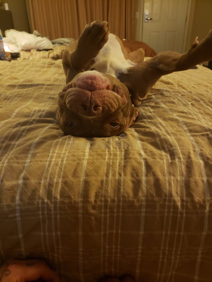 Again red nose pitbull diesel royalty free stock image Again red nose pitbull diesel royalty free stock image