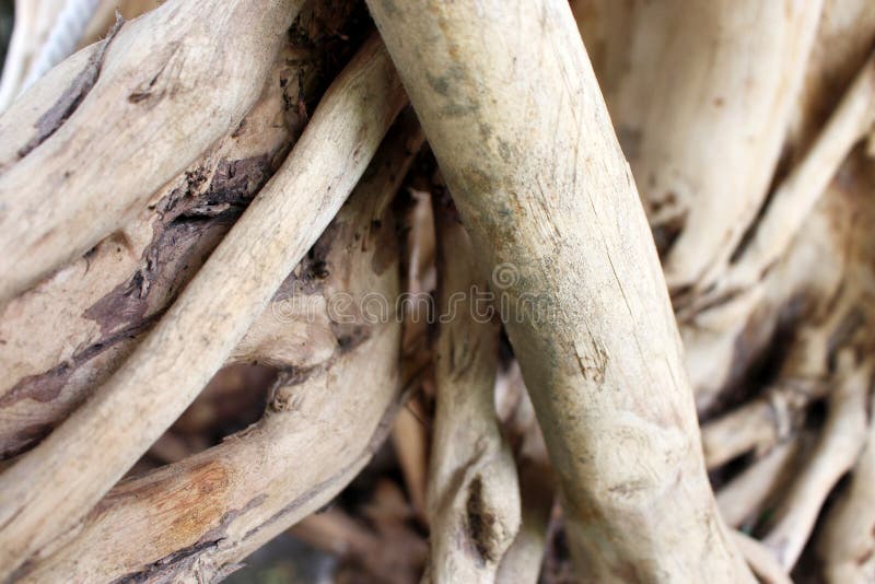 Pattern roots of tangled tree roots stock photo Pattern roots of tangled tree roots stock photo