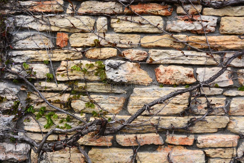 against ivy stone wall royaltyfri foto against ivy stone wall royaltyfri foto