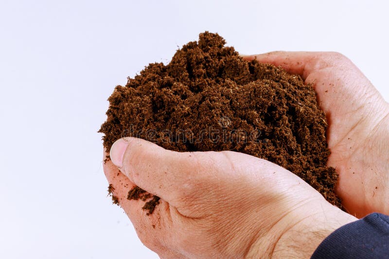 Against a white background, an agronomist demonstrates compost or peat. stock image