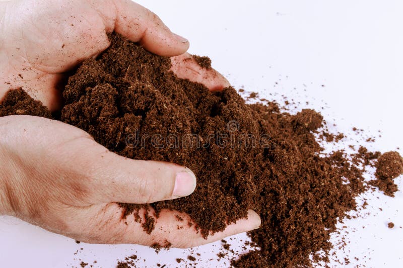 Against a white background, an agronomist or farmer holds compost or peat in his hands. royalty free stock photo