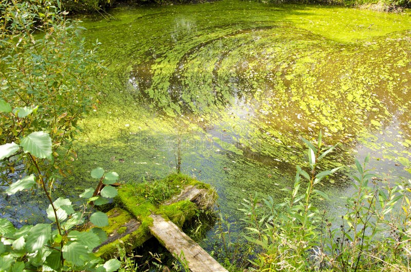 Agal bloom pond forest green water broken bridge