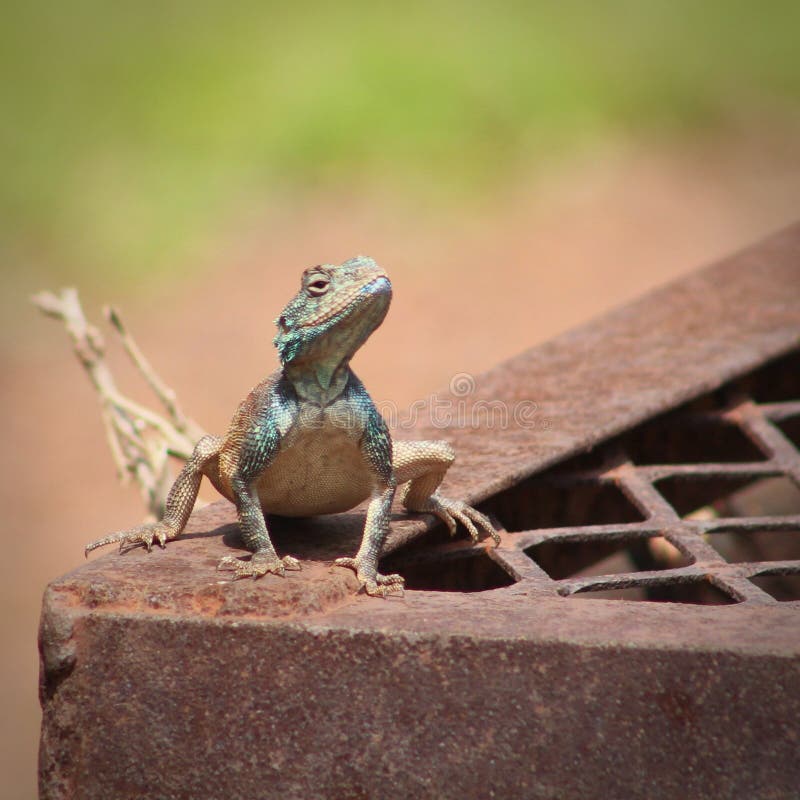 Agama Baking in the Hot Summer South African Sunshine Stock Photo