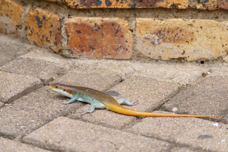 Agama del sud dell'albero fotografie stock libere da diritti Agama del sud dell'albero fotografie stock libere da diritti