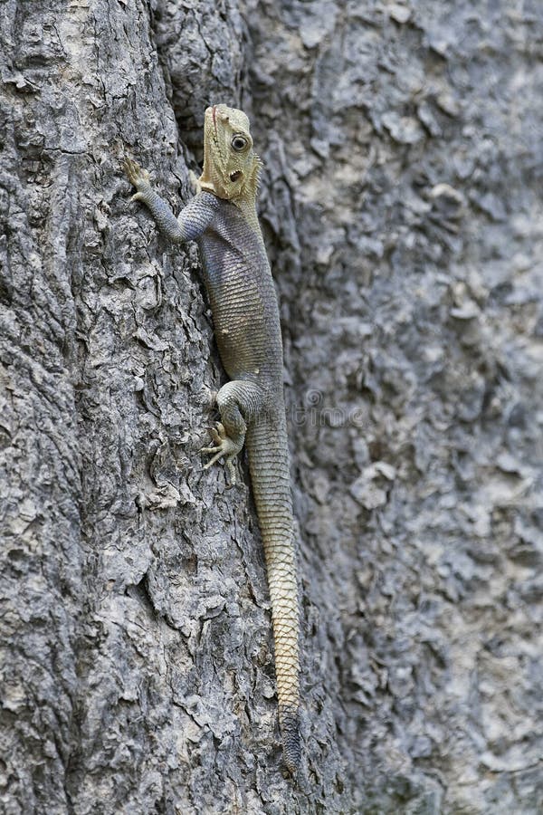 Agama Lizard Stock Photos Download 3,743 Royalty Free Photos