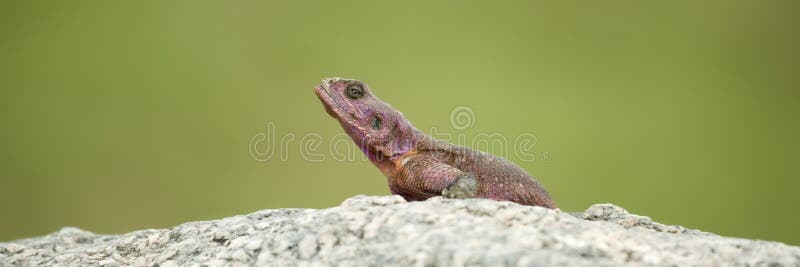 Agama met platte kop van de Rots stock afbeelding Agama met platte kop van de Rots stock afbeelding