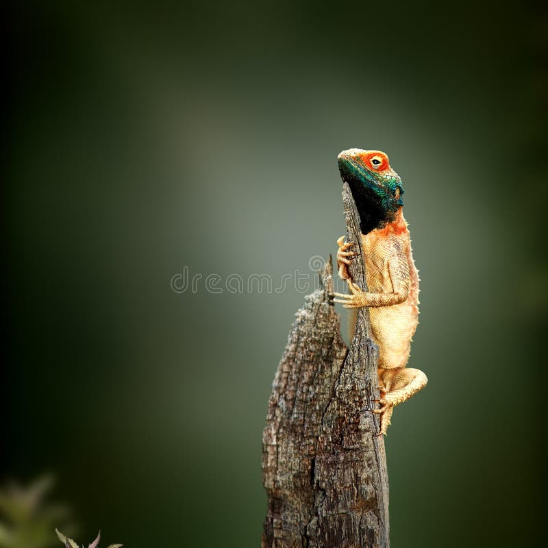 Agama a terra che prende il sole fotografia stock libera da diritti Agama a terra che prende il sole fotografia stock libera da diritti