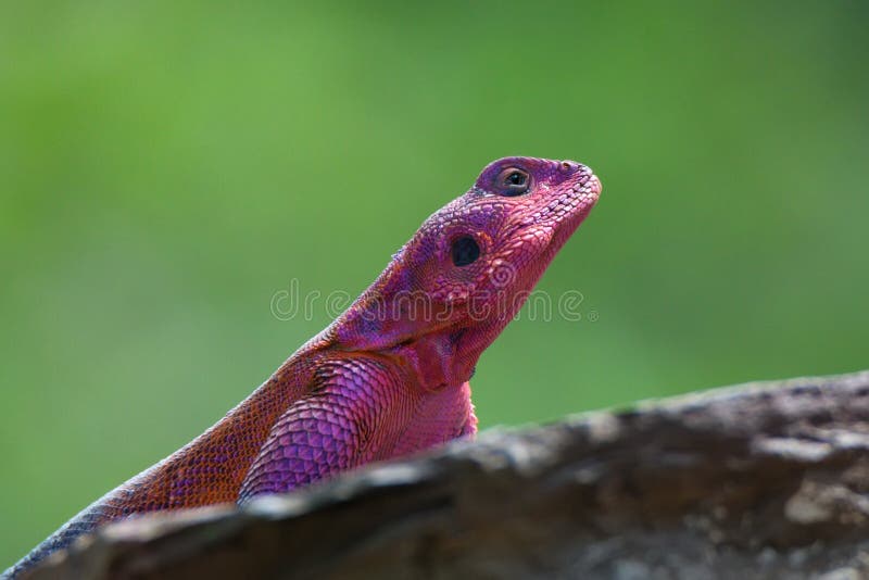 Agamá de cabeça chata da rocha de Mwanza imagem de stock