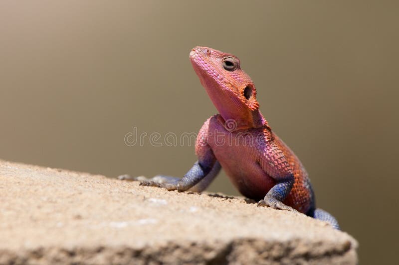 Agama-de-cabeça-chata-de-Mwanza fotografia de stock