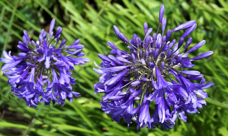 agapanthus στοκ εικόνες agapanthus στοκ εικόνες