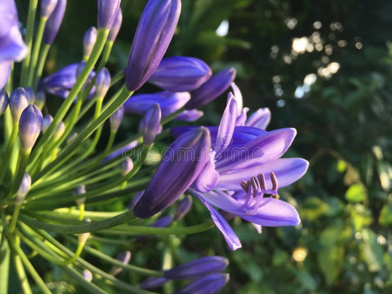 Agapanthus Africanus, African Lily Plant Blossoming in Koloa on Kauai  Island in Hawaii. Stock Image - Image of blossoming, agapanthus: 115356065