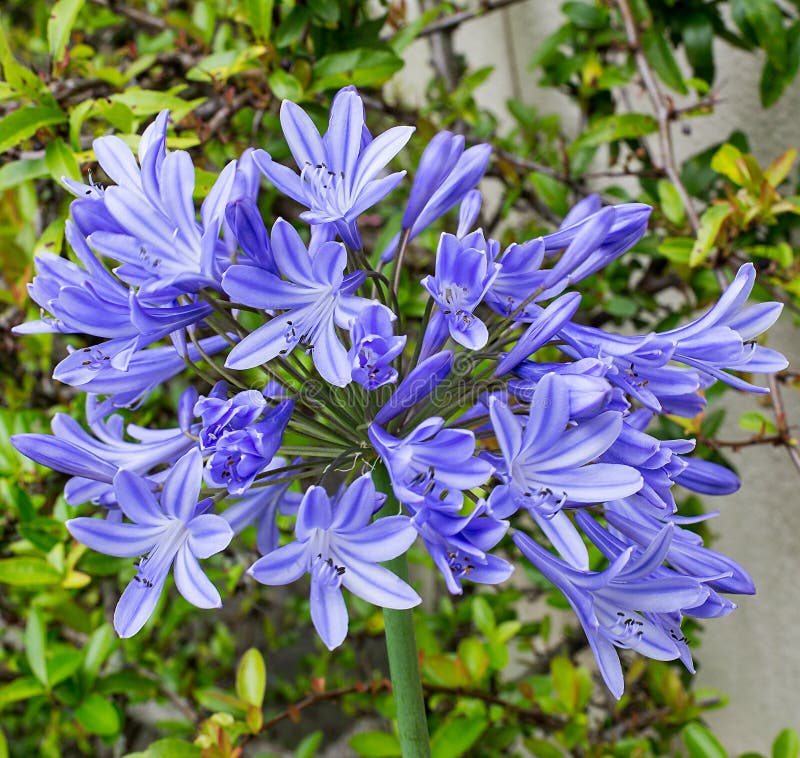 Agapanthus blu fotografie stock libere da diritti Agapanthus blu fotografie stock libere da diritti