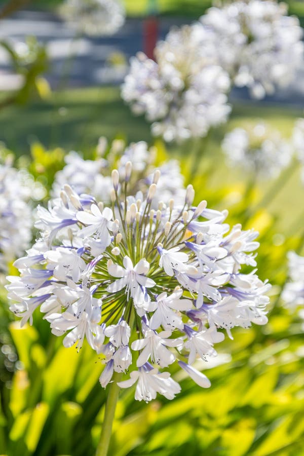 Blooming Agapanthus Flowers Along A Path In The Garden, Australia Stock