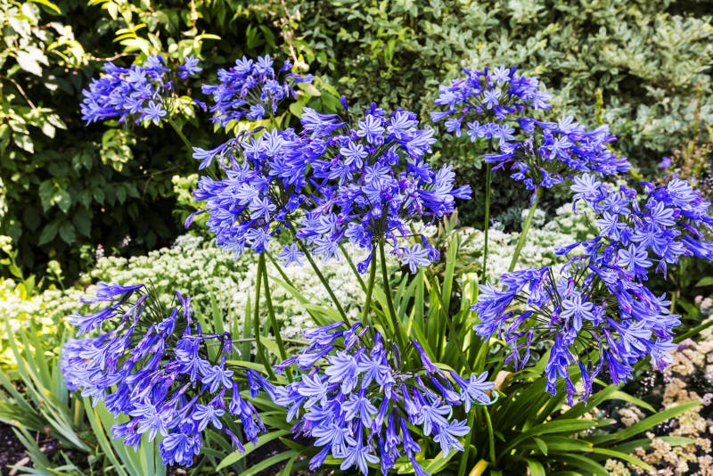 Agapanthus flowers in a garden.