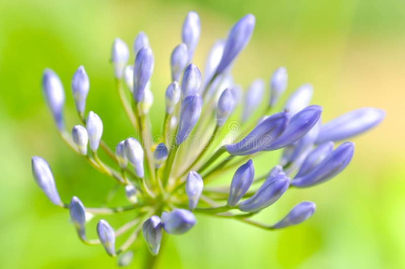 Agapanthus, голубая африканская лилия или лилия Нила стоковое фото rf