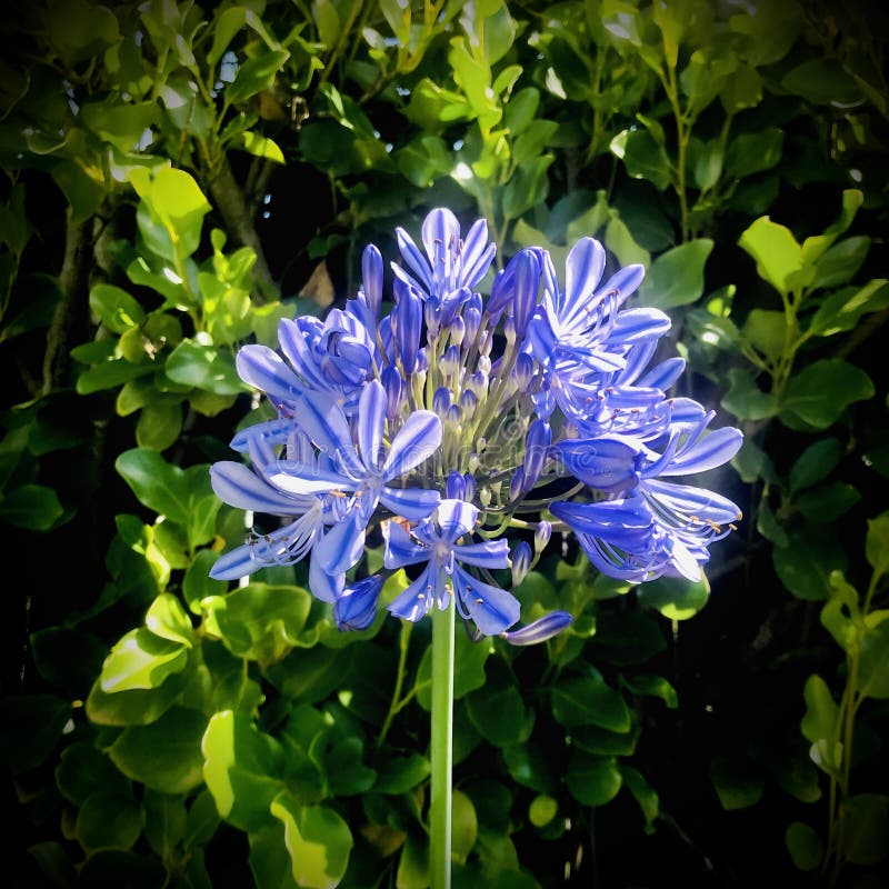 Agapanto. Azul Paraguas Azul Lirio Del Nilo. Imagen De Foto Cuadrada. Foto  de archivo - Imagen de perenniales, jardines: 204539752