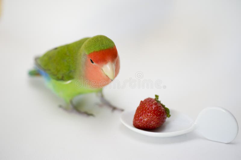 Agapornis, love bird eating strawberries