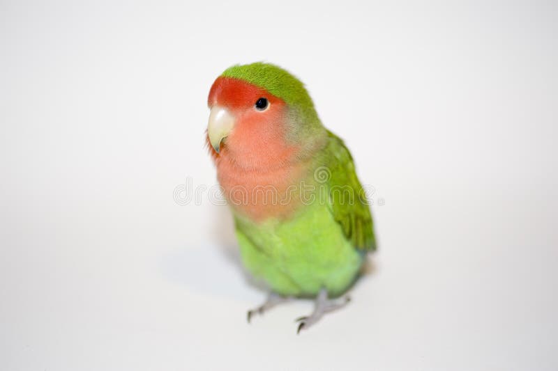 Agapornis roseicollis, green love bird. Agapornis roseicollis, green love bird