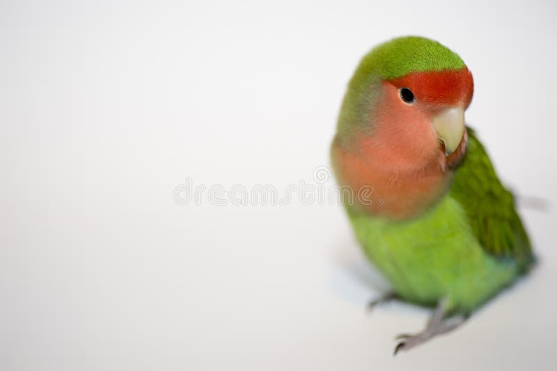 Agapornis roseicollis, green love bird. Agapornis roseicollis, green love bird