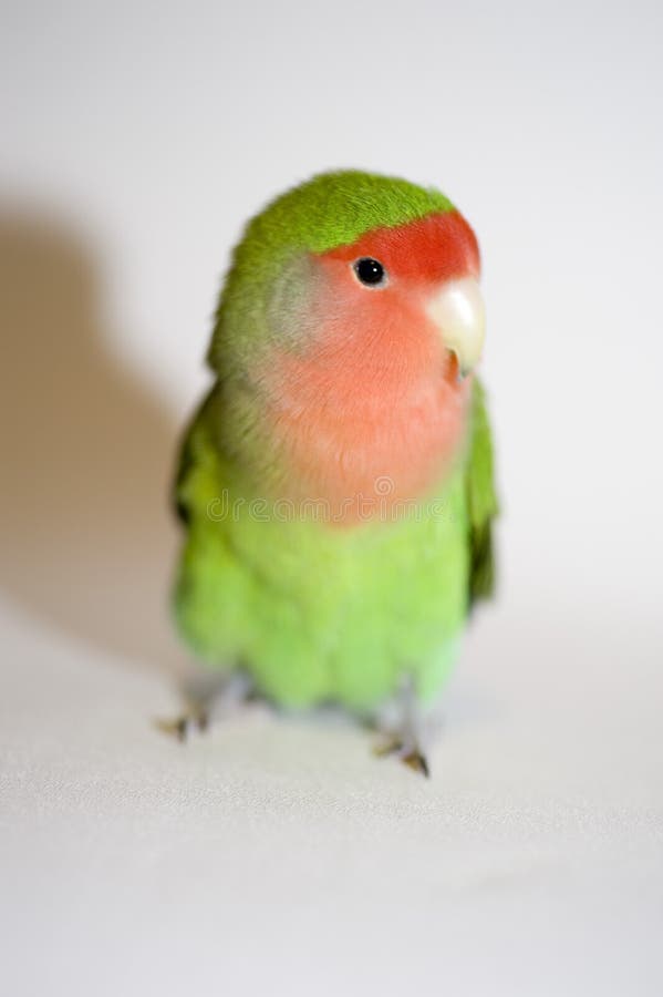 Agapornis roseicollis, green love bird. Agapornis roseicollis, green love bird