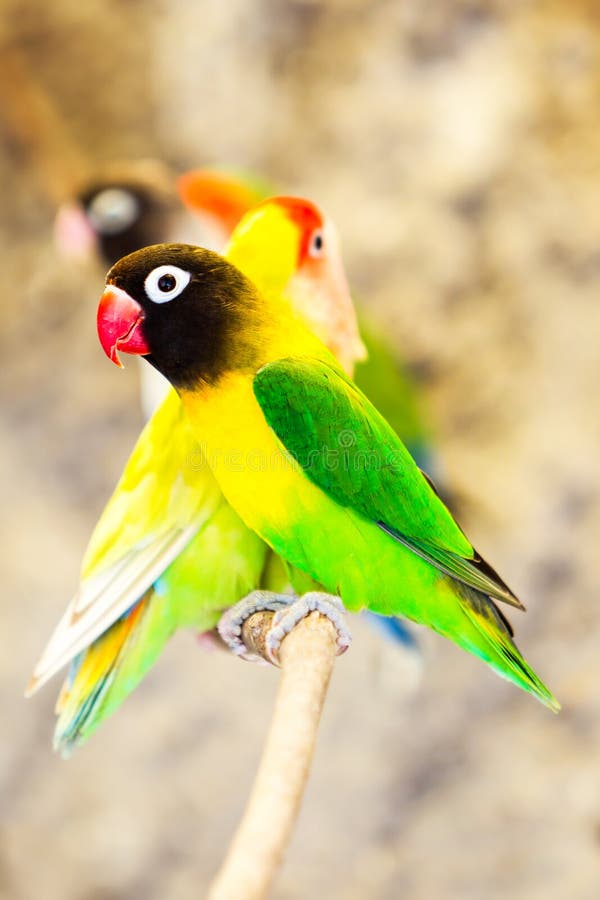 Agapornis Personatus Sitting On A Branch Among Other Species Of The Same Family Also Called Loving Bird. Agapornis Personatus Sitting On A Branch Among Other Species Of The Same Family Also Called Loving Bird