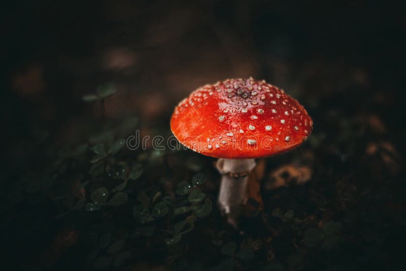 Agaric de mosca vermelho em um fundo escuro no cogumelo venenoso da floresta Macro Cogumelo com um chapéu vermelho com pontos bra fotografia de stock Agaric de mosca vermelho em um fundo escuro no cogumelo venenoso da floresta Macro Cogumelo com um chapéu vermelho com pontos bra fotografia de stock