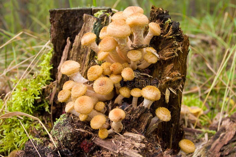 Agaric honey fungus near stump