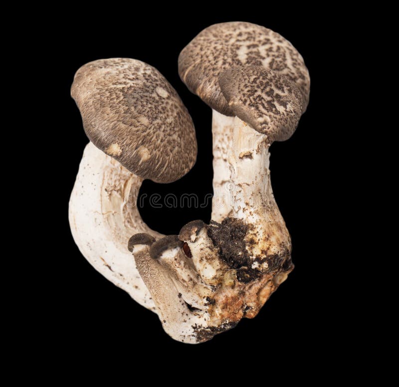 Agaric Mushrooms on a Black Background. Macro Stock Image Image of closeup, edible 102552607