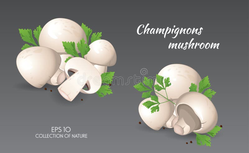 Agaricus campestris mit Petersilie stock abbildung Agaricus campestris mit Petersilie stock abbildung