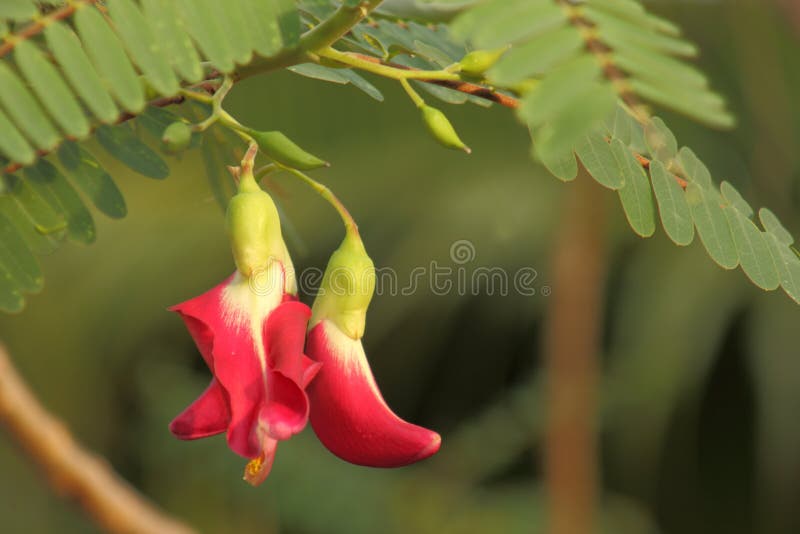 Vegetable Humming Bird Sesban Agasta (Sesbania grandiflora Desv. in science name or Dok Kae in Thai). Vegetable Humming Bird Sesban Agasta (Sesbania grandiflora Desv. in science name or Dok Kae in Thai)